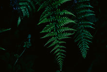 Load image into Gallery viewer, Un Jeu D'Echecs Trial Kit